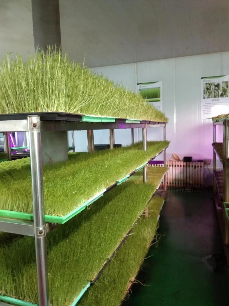 河南濮阳各种菜苗健康无农药品质保证量大从优