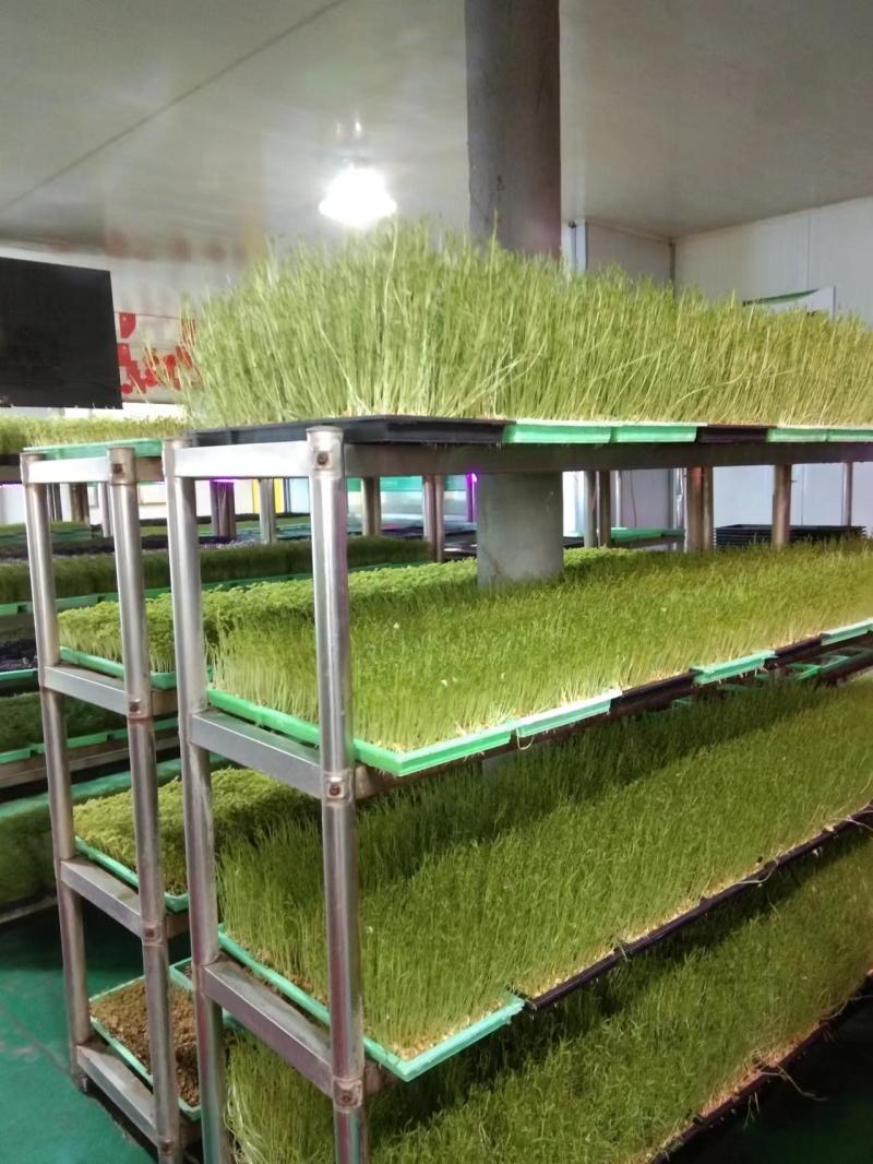 河南濮阳各种菜苗健康无农药品质保证量大从优