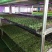 河南濮阳各种菜苗健康无农药品质保证量大从优