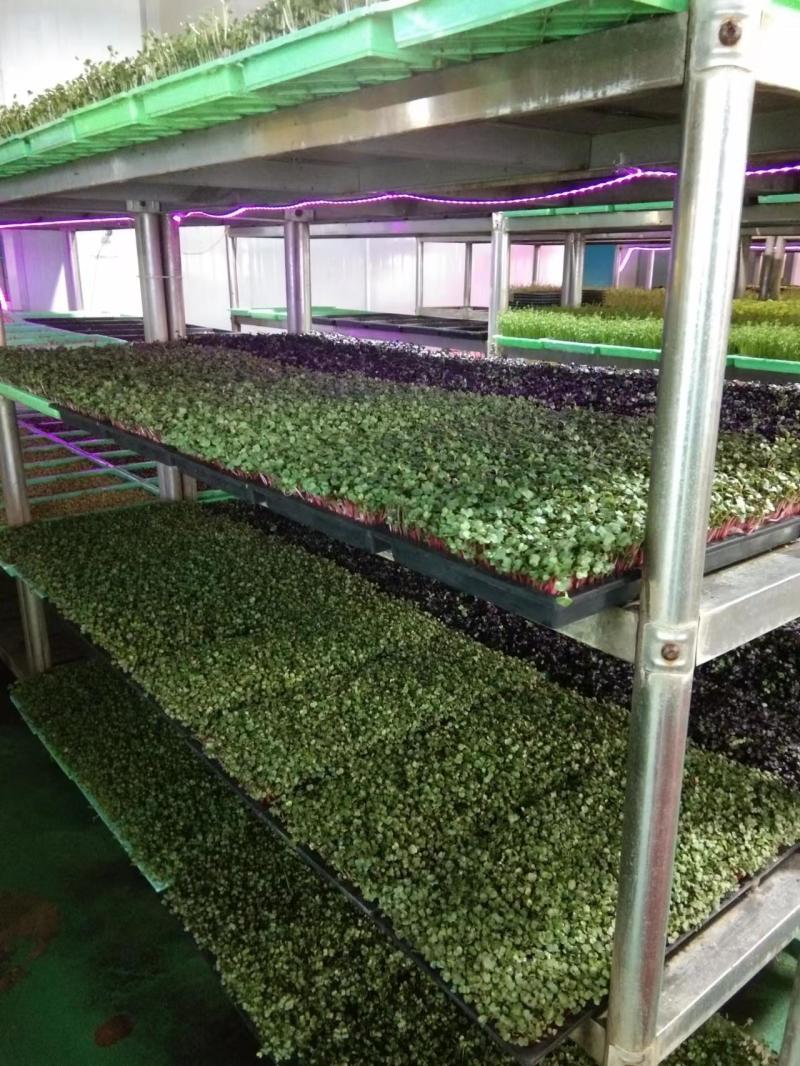 河南濮阳各种菜苗健康无农药品质保证量大从优