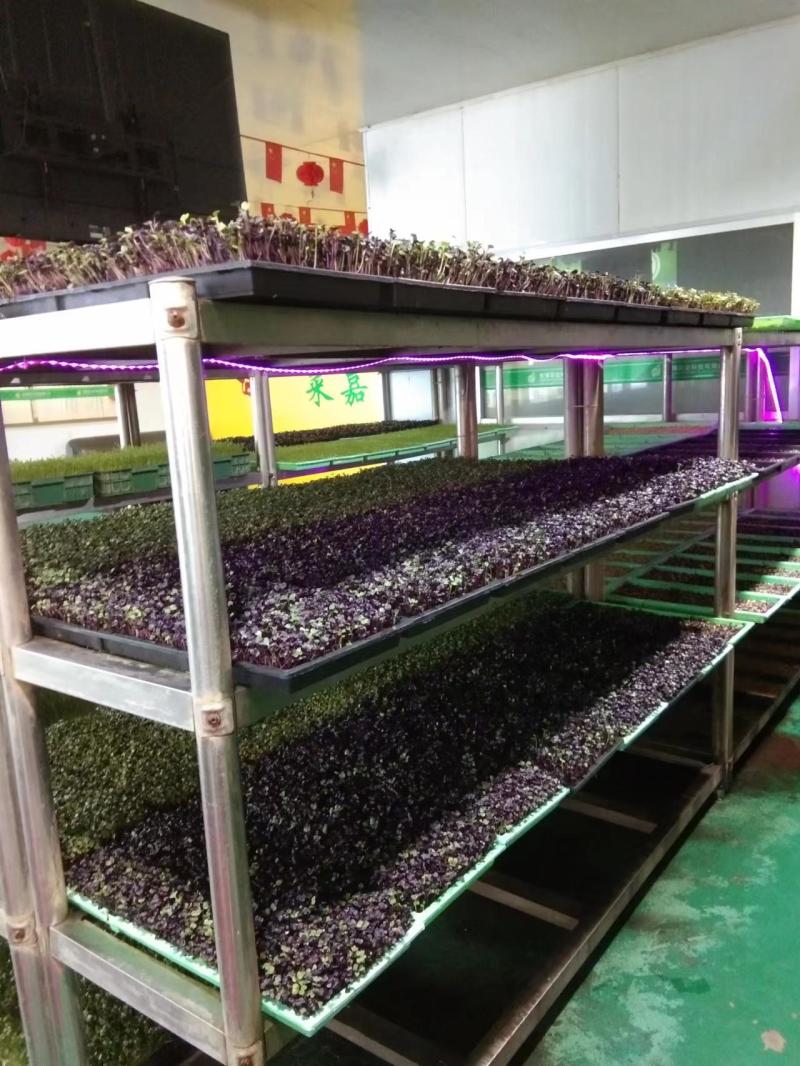 河南濮阳各种菜苗健康无农药品质保证量大从优