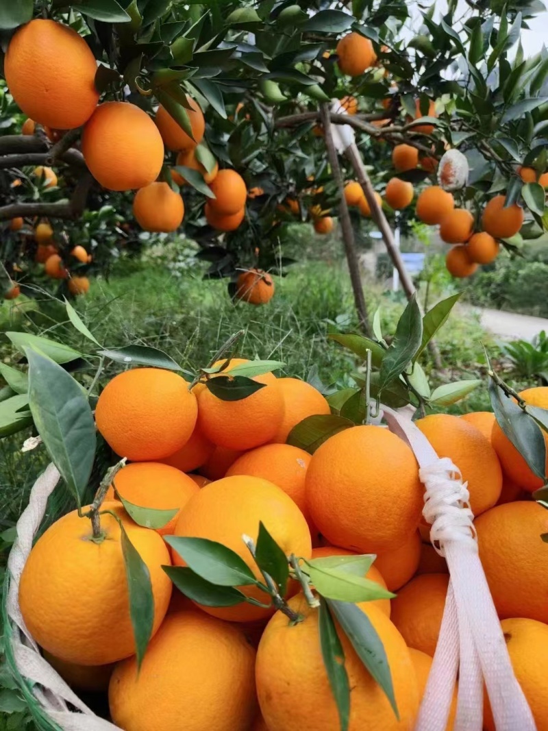 【精品】重庆纽荷尔脐橙🍊，品质上乘，纯甜无渣，欢迎来电咨询~