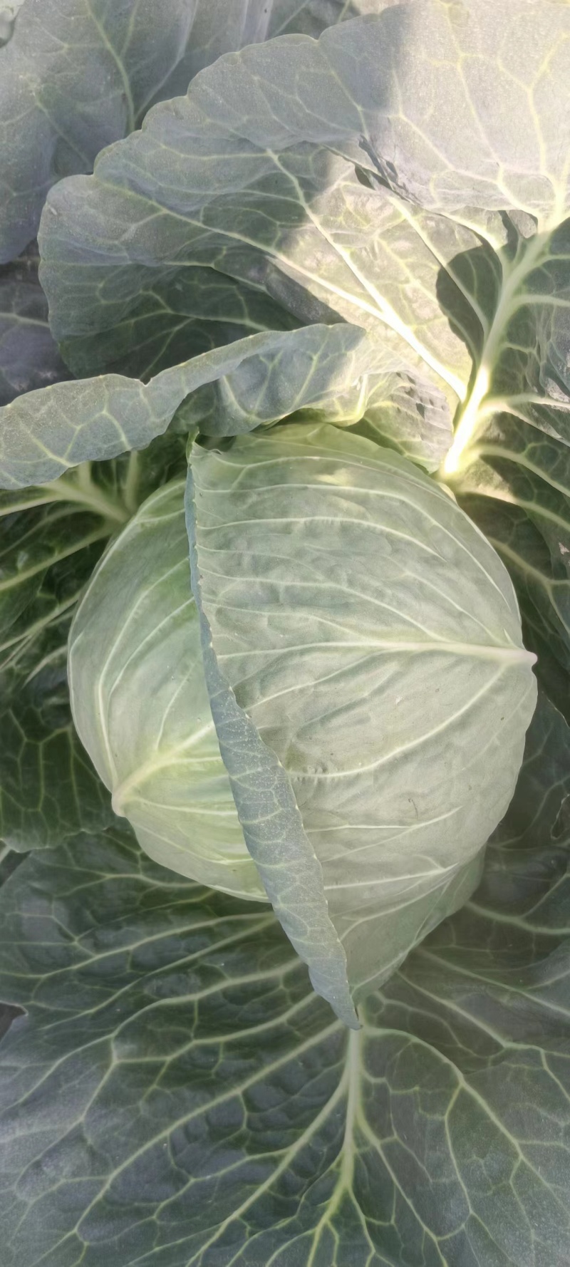 包菜甘蓝，徐州蔬菜基地直发，现货供应，精品有质保