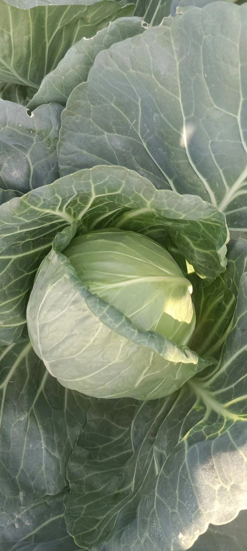 包菜甘蓝，徐州蔬菜基地直发，现货供应，精品有质保