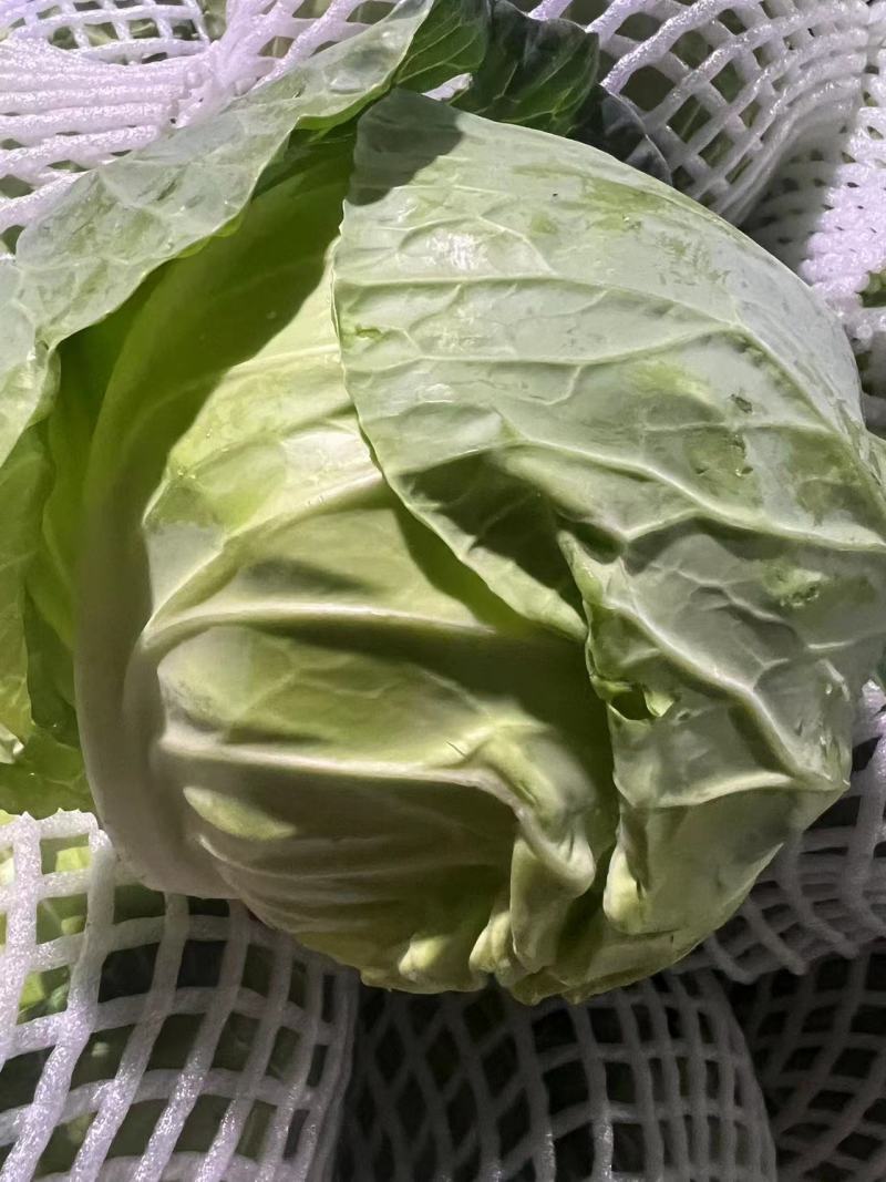包菜甘蓝，徐州蔬菜基地直发，现货供应，精品有质保