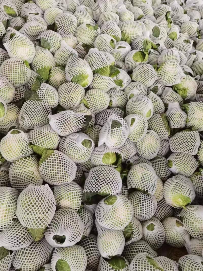 包菜甘蓝，徐州蔬菜基地直发，现货供应，精品有质保