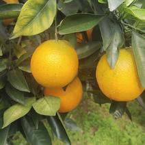 精品纽荷尔脐橙品质保证诚信经营一手货源欢迎来电采购