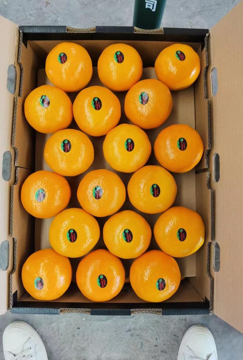 【精品】云南柑橘沃柑规格齐全商超外贸供货有需详谈视频看货