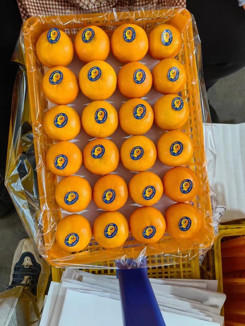 【精品】云南柑橘沃柑规格齐全商超外贸供货有需详谈视频看货