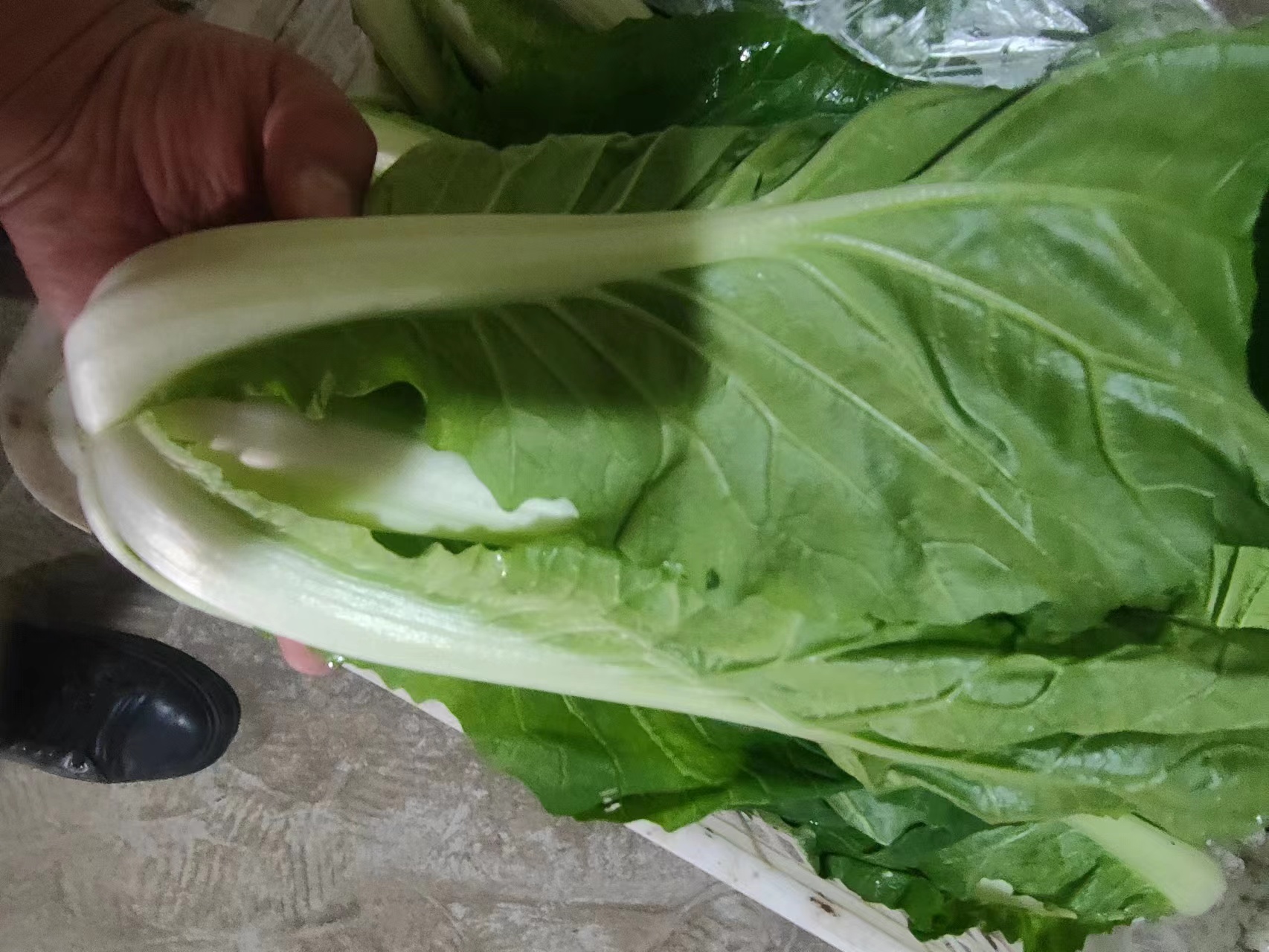焯水后的白菜