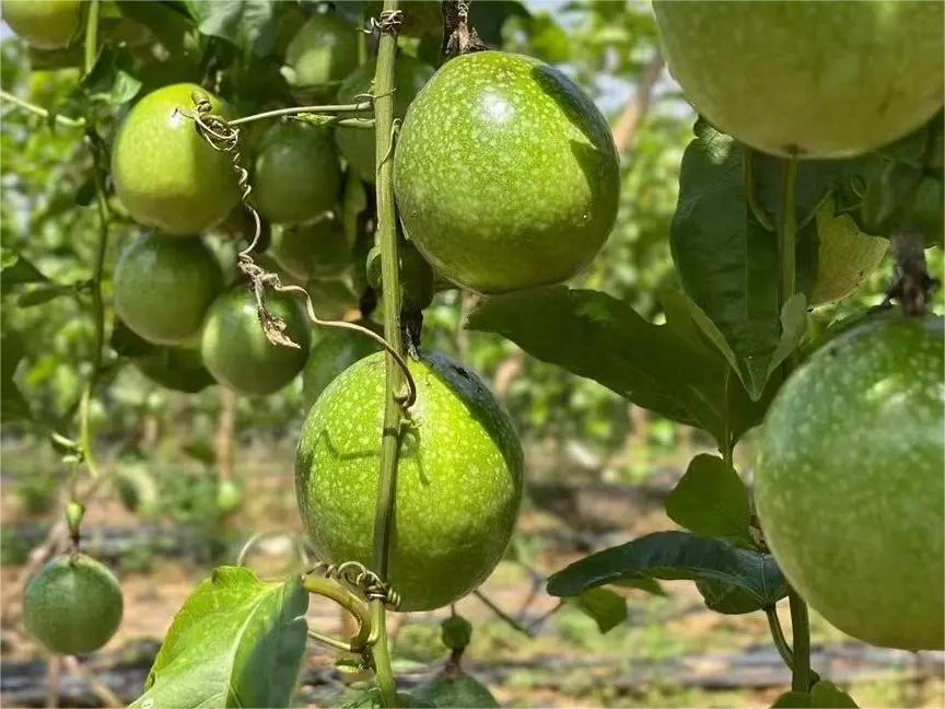 新鲜采摘的黄金百香果果实展示图