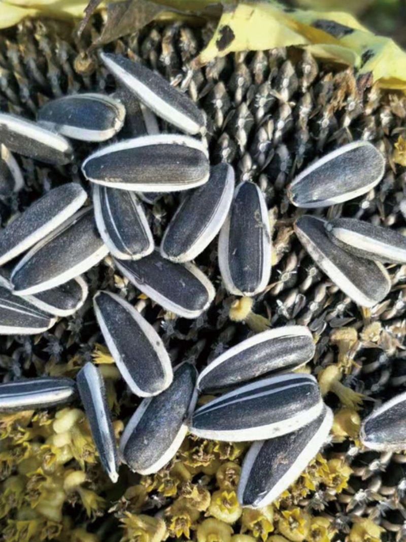 【推荐】山西忻州葵花籽向日葵千亩种植基地一手货源价格稳定