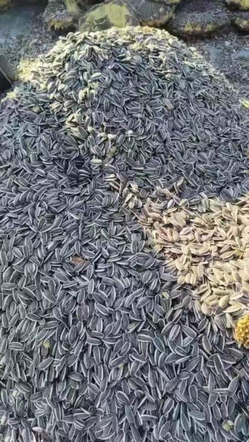 【推荐】山西忻州葵花籽向日葵千亩种植基地一手货源价格稳定