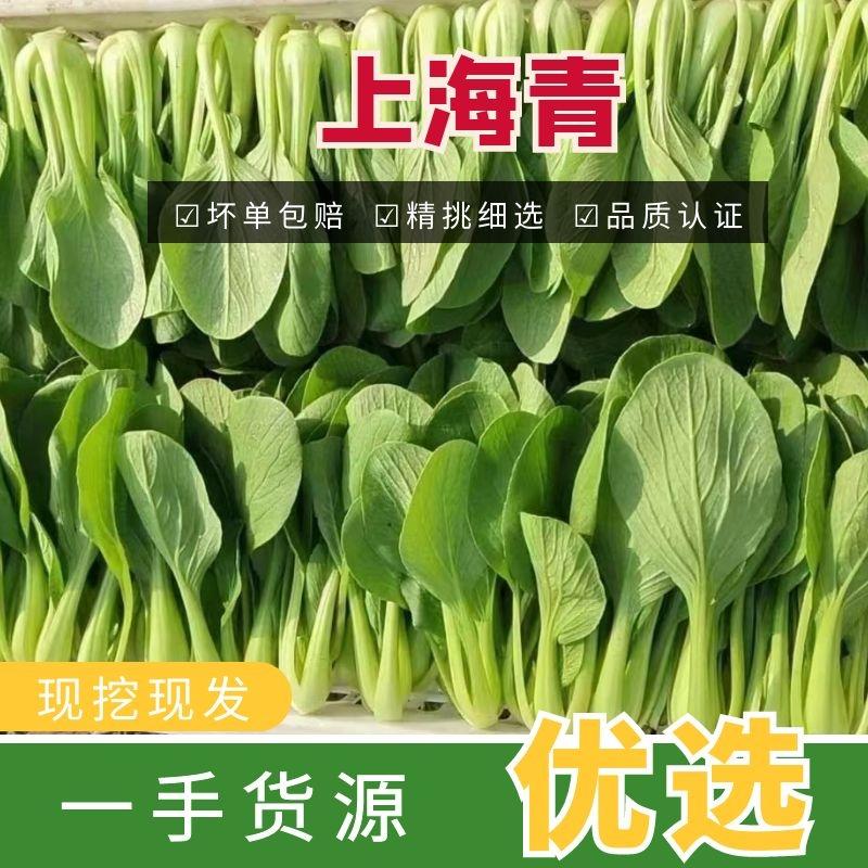 江苏上海青新鲜自种现摘现发产地直供量大优惠品质保证