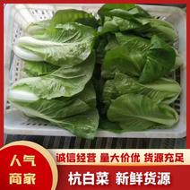 江苏小白菜鲜脆美味脆甜产地直发品质保证量大优惠
