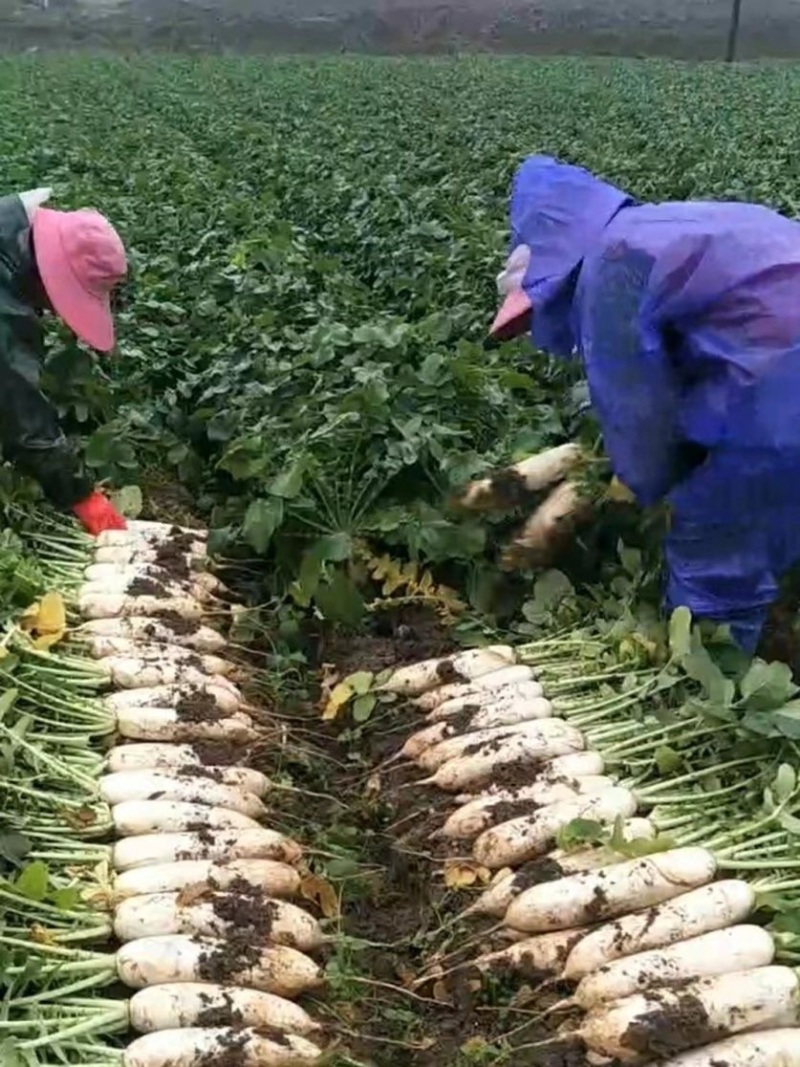 湖北天门精品白萝卜大量供应产地一手货源欢迎来电咨询
