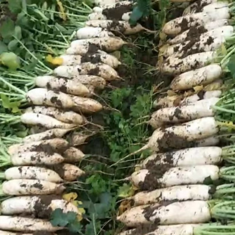 湖北天门精品白萝卜大量供应产地一手货源欢迎来电咨询