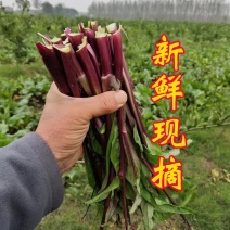 湖北天门菜薹红菜苔质量保证可视频欢迎来电咨询