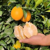 正宗江西赣南脐橙自家果园直销品质保证量大价优