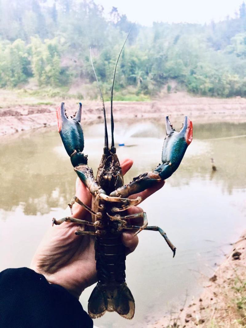 鲜活龙虾，澳洲淡水龙虾，自有养殖基地，量大价优