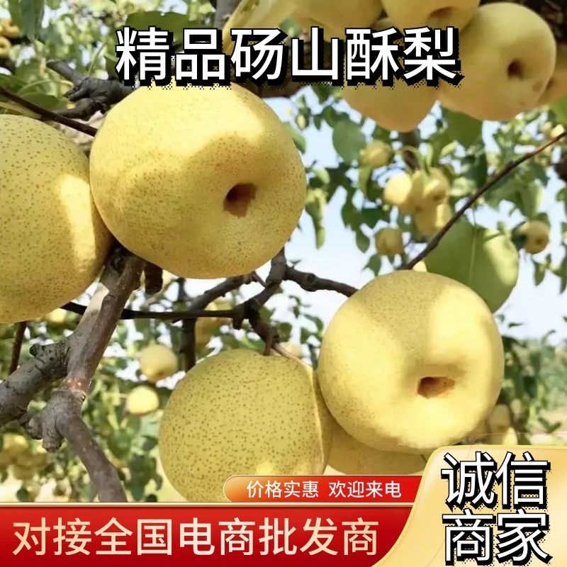 【砀山酥梨】安徽精品梨产区现货保质保量皮薄汁多甘甜