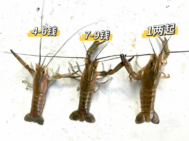澳洲淡水龙虾一两以上，塘口直发，现货供应，鲜活精品