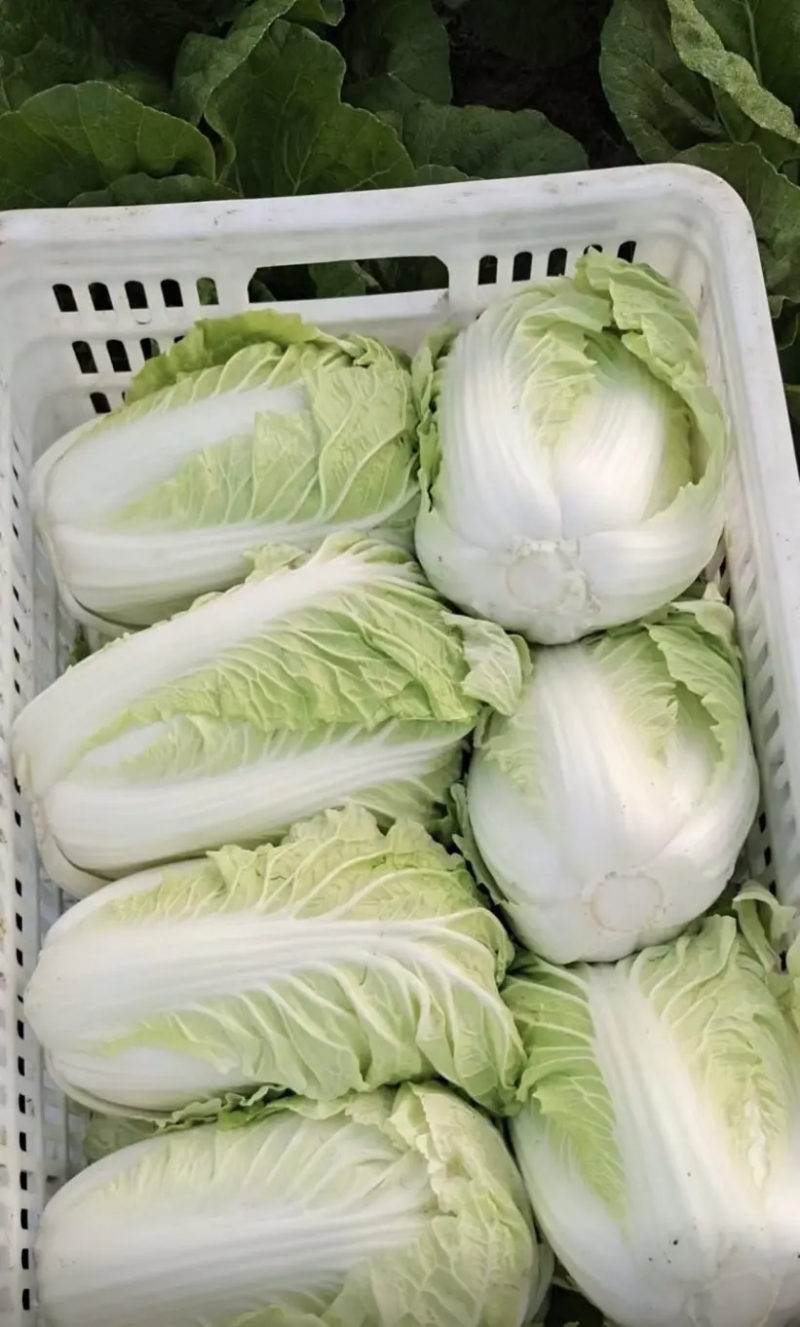 大白菜净菜7斤以上，产地直发，量大从优，欢迎来电咨询