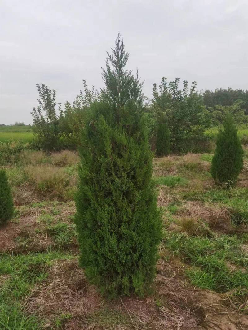 蜀桧苗圃基地基地直发现挖现发大量有货可视频看货欢迎联系