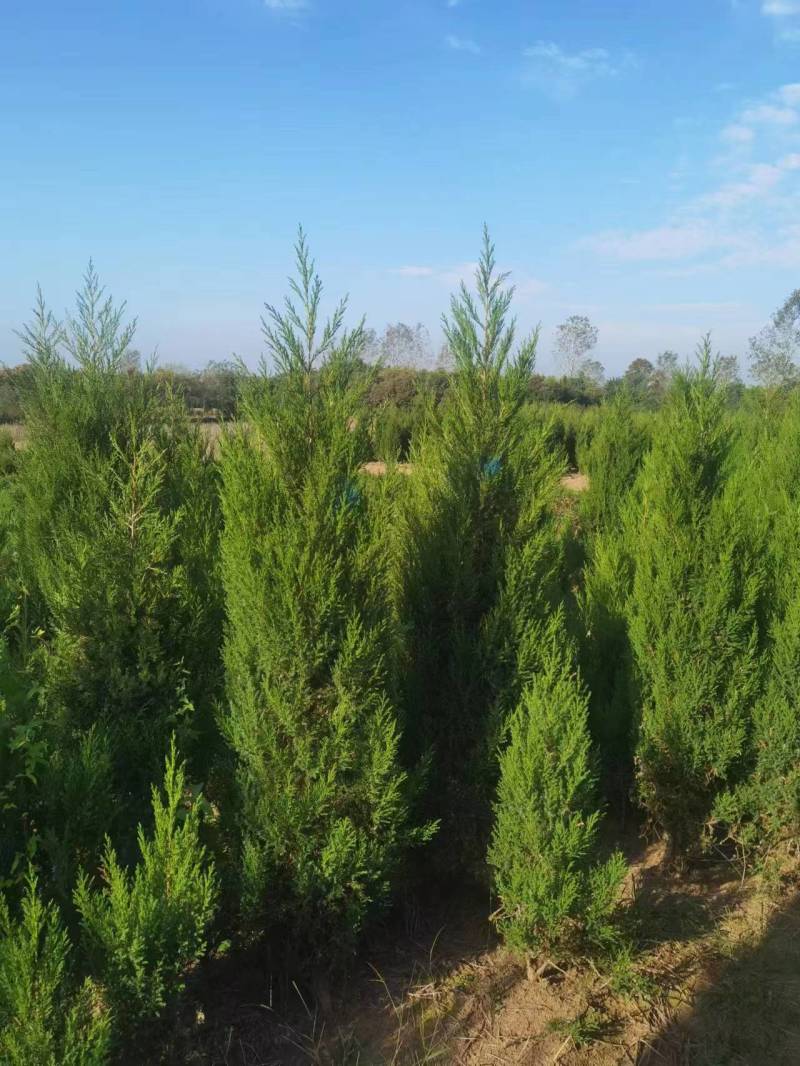 蜀桧苗圃基地基地直发现挖现发大量有货可视频看货欢迎联系