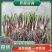 【韭菜根】韭菜根苗一手货源基地直发货源充足