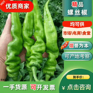 【推荐】螺丝椒广东湛江徐闻市场精品货电商货食堂货