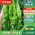 【推荐】螺丝椒广东湛江徐闻市场精品货电商货食堂货