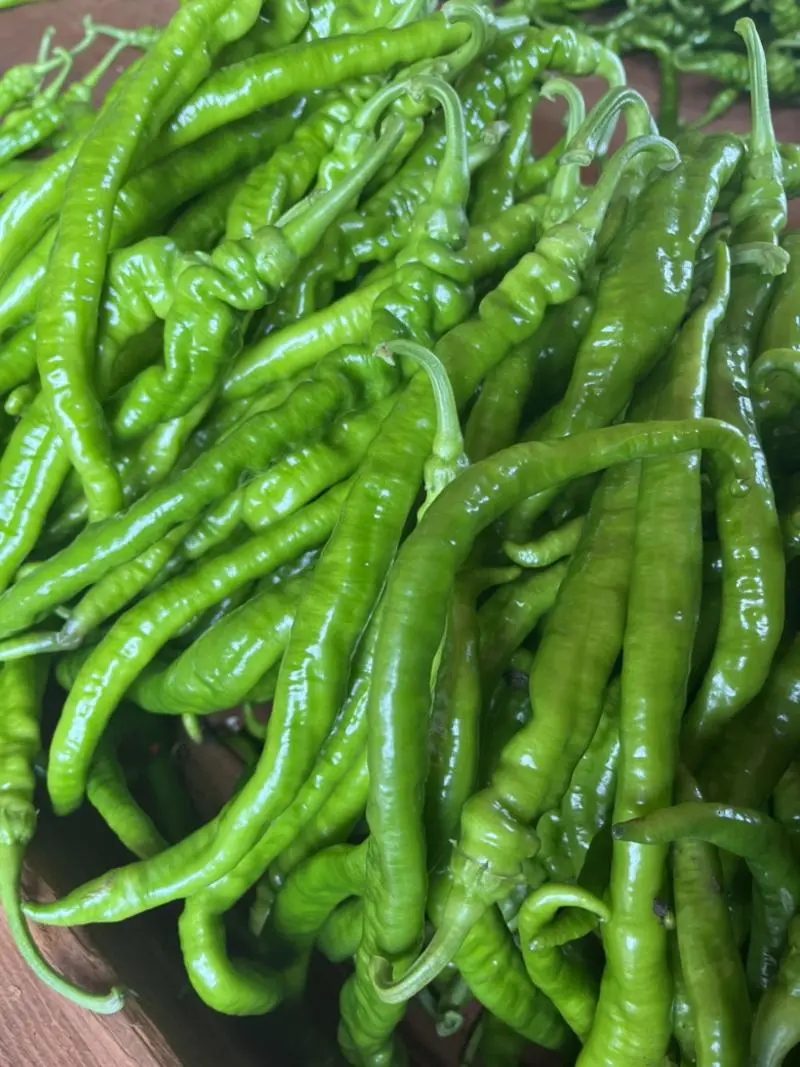 【推荐】螺丝椒广东湛江徐闻市场精品货电商货食堂货