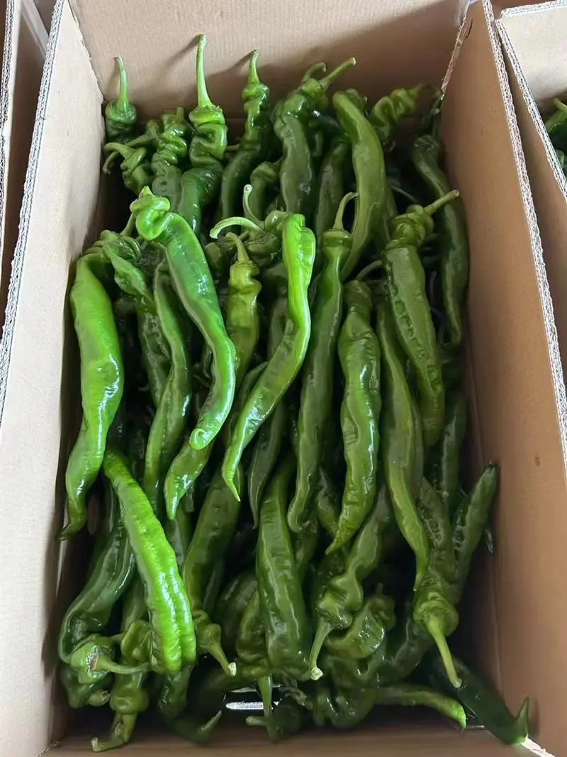 【推荐】螺丝椒广东湛江徐闻市场精品货电商货食堂货