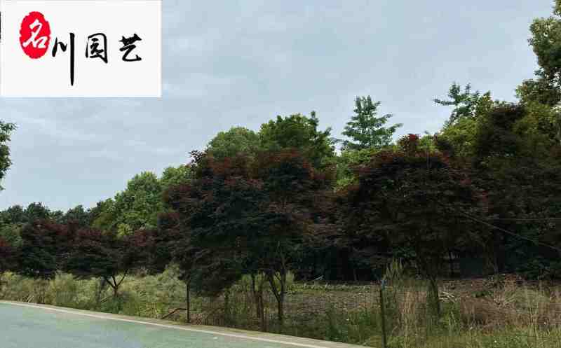 中国红枫苗木基地直供10-20公分大量现货价低物美
