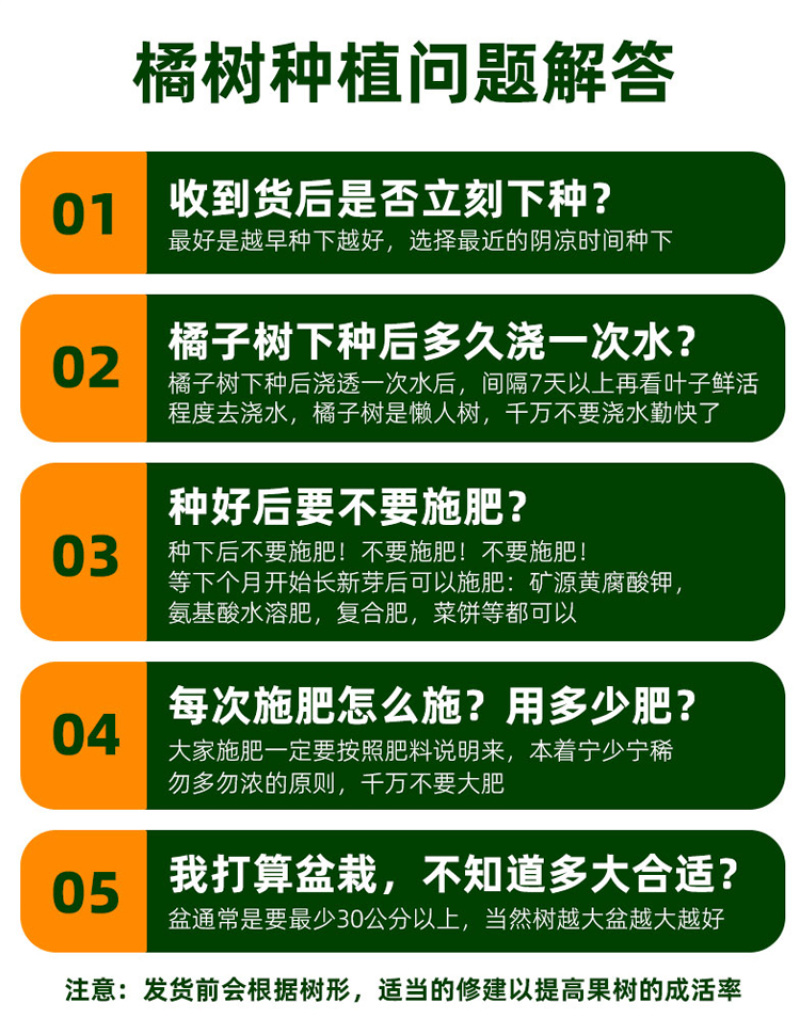 正宗皇帝柑树苗嫁接果苗南方种植贡柑盆栽水果柑橘树苗当年结