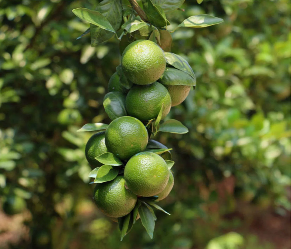 一片绿意盎然的皇帝柑果园,果树枝繁叶茂,果实挂满枝头 果园中的皇帝柑树