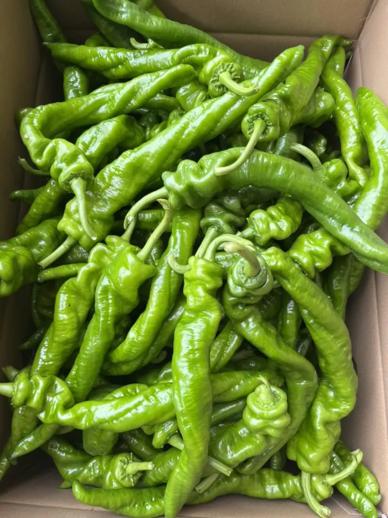 【推荐】陇椒龙椒中陇椒