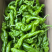 【推荐】陇椒龙椒中陇椒