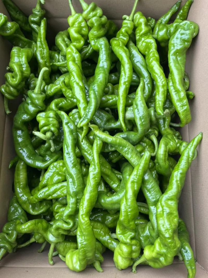 【推荐】陇椒龙椒中陇椒