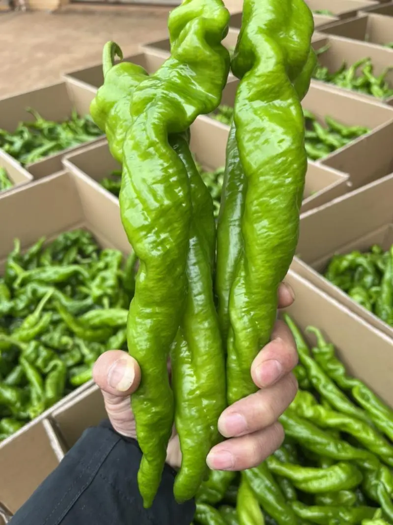 【推荐】陇椒龙椒中陇椒