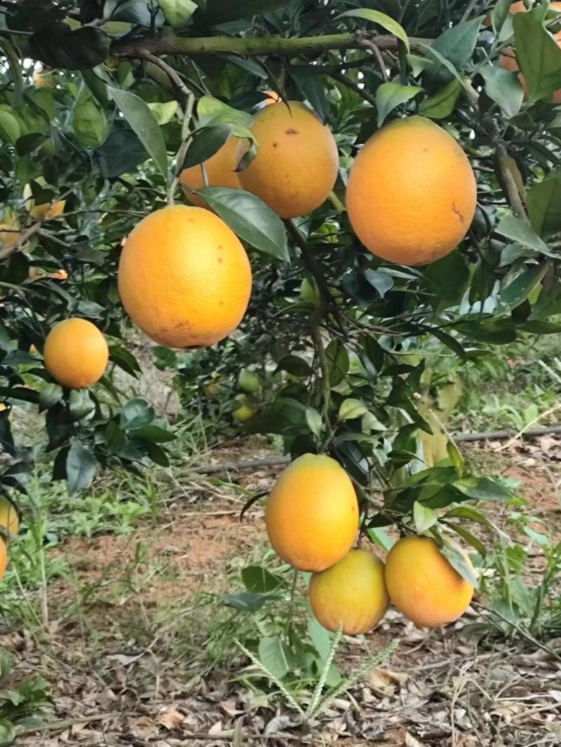橙子纽荷尔脐橙精品通货长期供应产地直发有需可视频看货