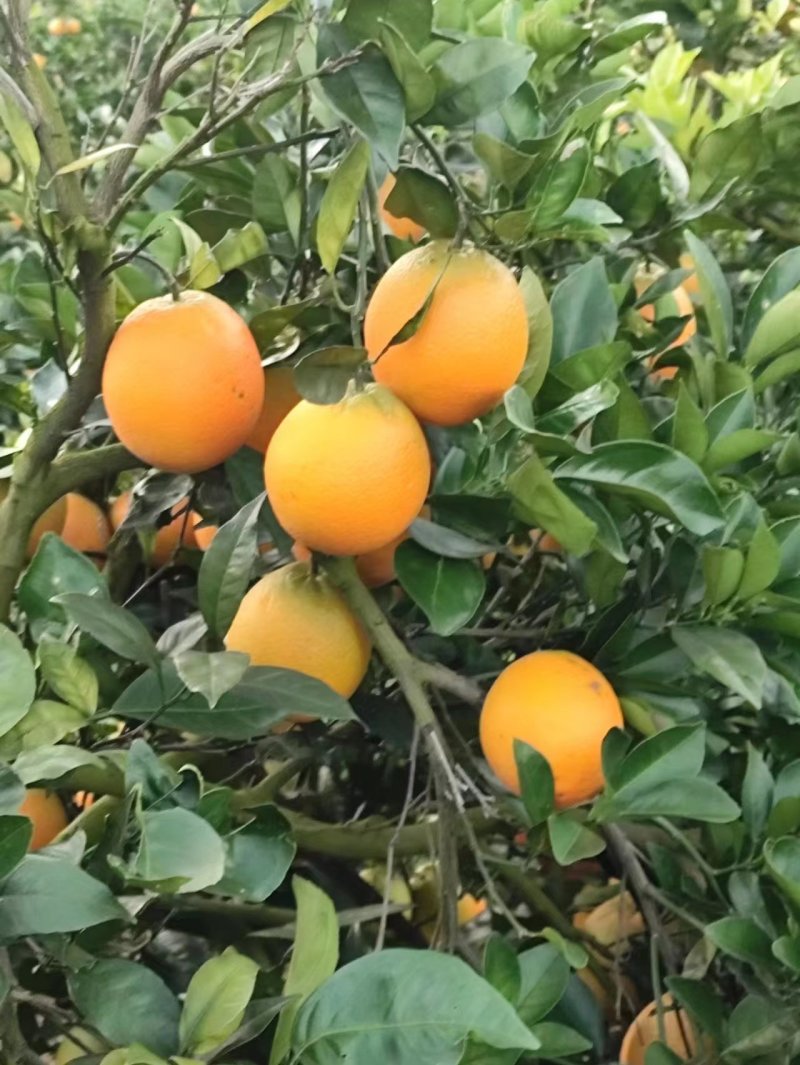 橙子纽荷尔脐橙精品通货长期供应产地直发有需可视频看货