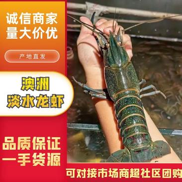 澳洲淡水龙虾一两以上，塘口直发，现货供应，鲜活精品