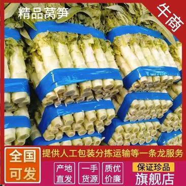 精品红尖叶窝笋青肉质量保证新鲜采摘价格优惠欢迎咨询来电