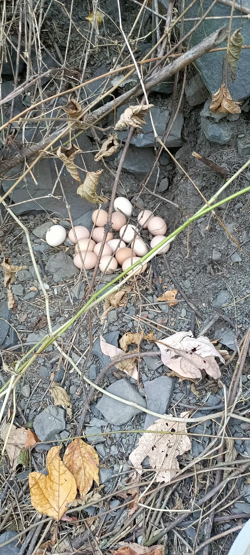 土鸡蛋农场直供大量有货欢迎来电咨询