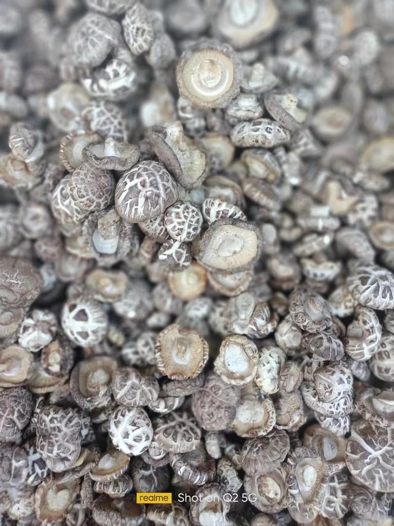精选花菇冬菇大量上市产地直发保质保量供应全国市