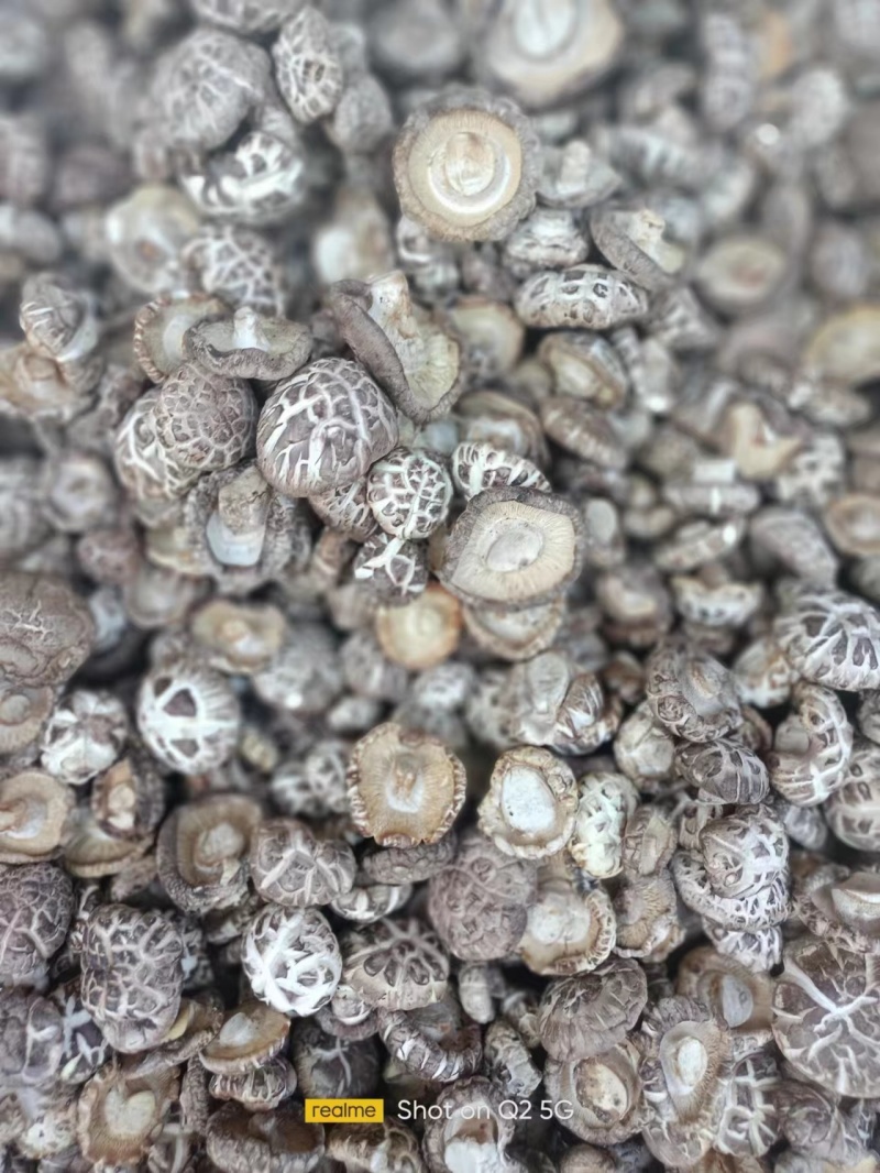 精选干花菇大量上市产地直发保质保量供应全国市