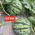 【精品】早熟甜度高西瓜种子8424麒麟西瓜籽脆甜多汁包邮