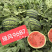 【精品】早熟甜度高西瓜种子8424麒麟西瓜籽脆甜多汁包邮
